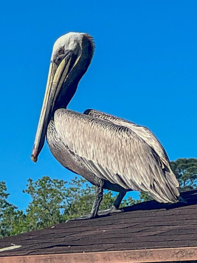 Kingwood Cottage - 10 Mins From Iah - Lake Front 亨博尔 外观 照片